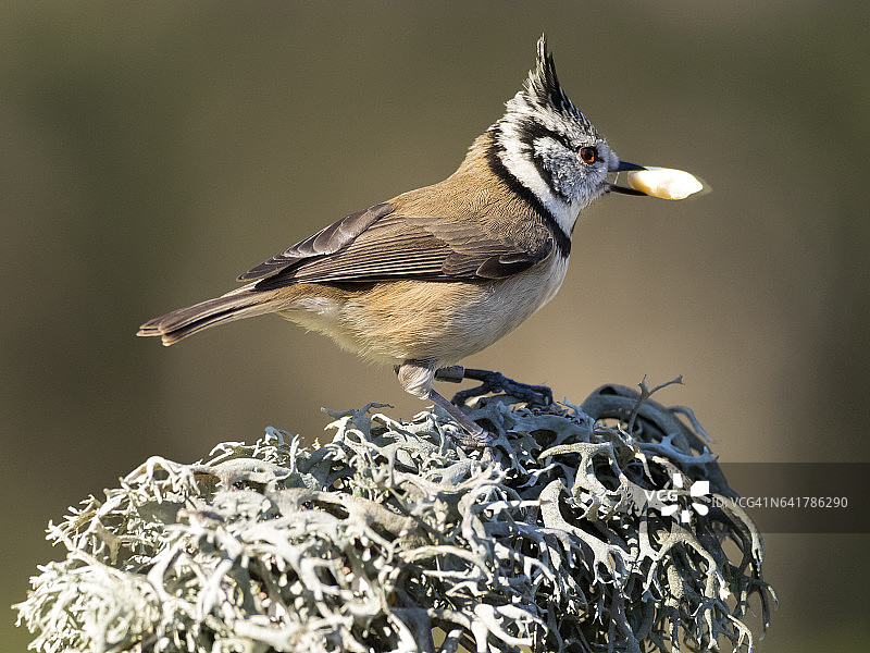 戴菊鸟（Lophophanes cristatus），站在长满地衣的树枝上，嘴里叼着食物，西班牙，欧洲图片素材
