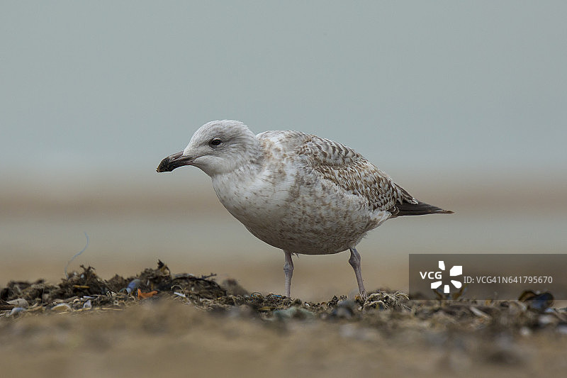 北极鸥图片素材