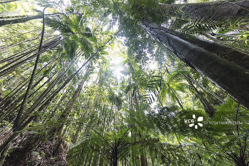 澳大利亚新南威尔士州热带雨林图片素材