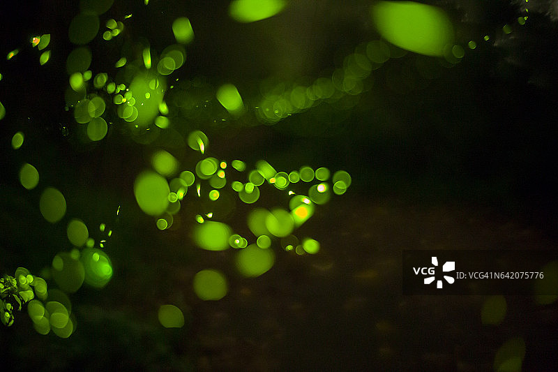 夏夜萤火虫之光图片素材