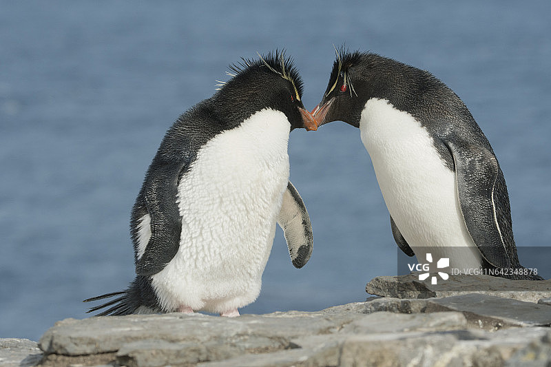 求偶中的凤头黄眉企鹅，福克兰群岛图片素材