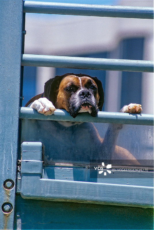 拳师犬在阳台上休息图片素材
