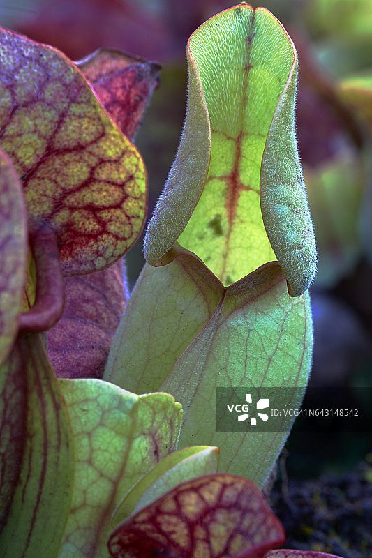 瓶子草（Sarracenia purpurea subsp. venosa），一种原产于美国东南部沼泽湿地的食虫植物图片素材
