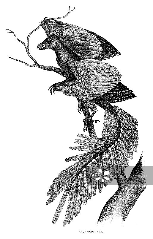 始祖鸟图片素材