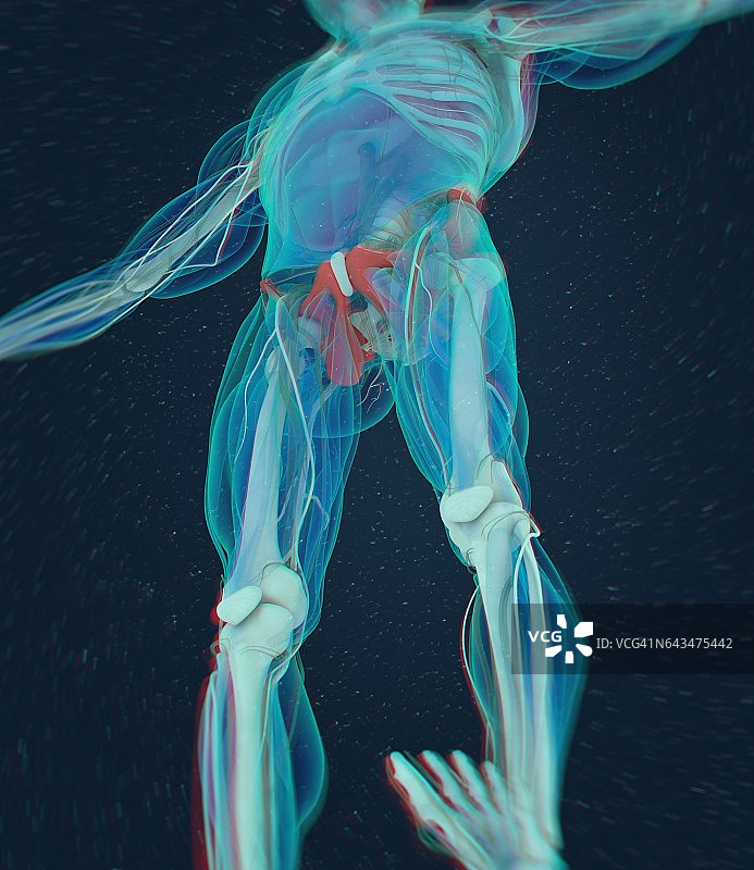 髂骨人体解剖结构3D图图片素材