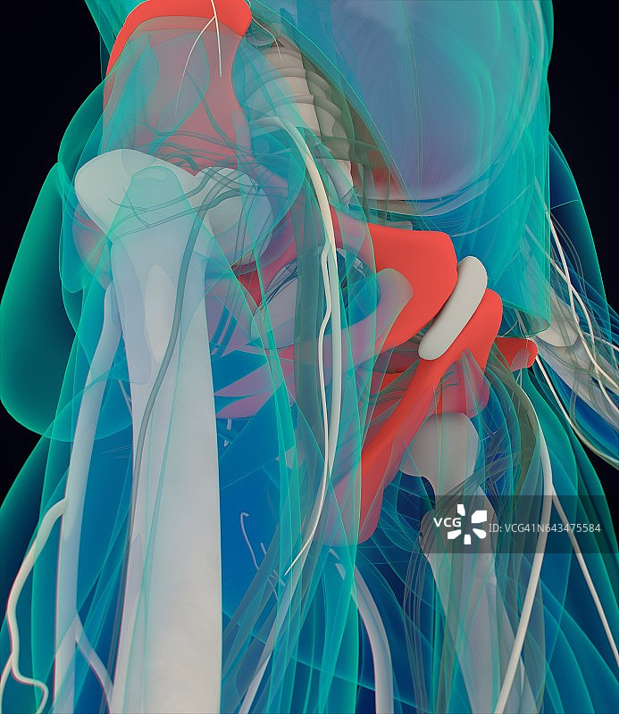 髂骨人体解剖结构3D图图片素材