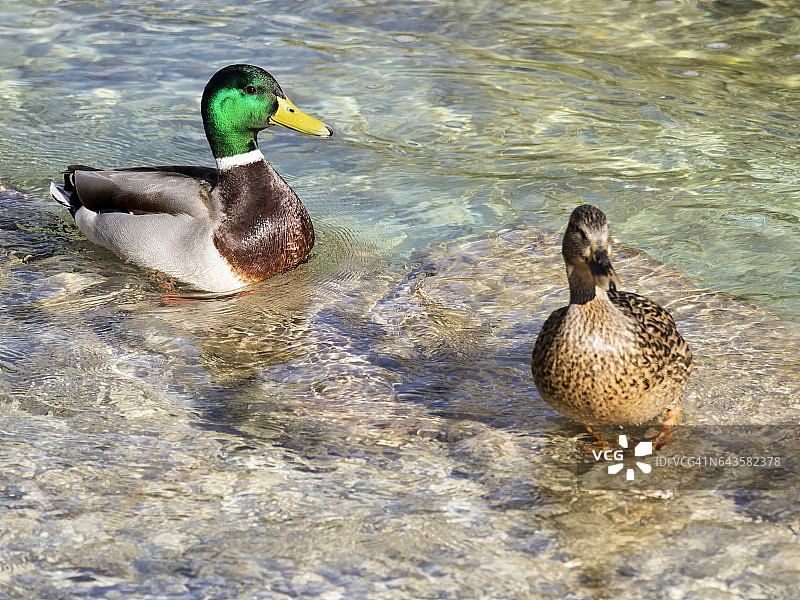 河流岩石上的绿头鸭（雄性和雌性）高角度视图，西班牙野生动物图片素材