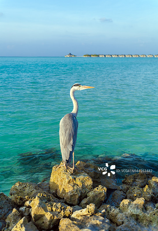 马尔代夫石头上的灰色苍鹭图片素材