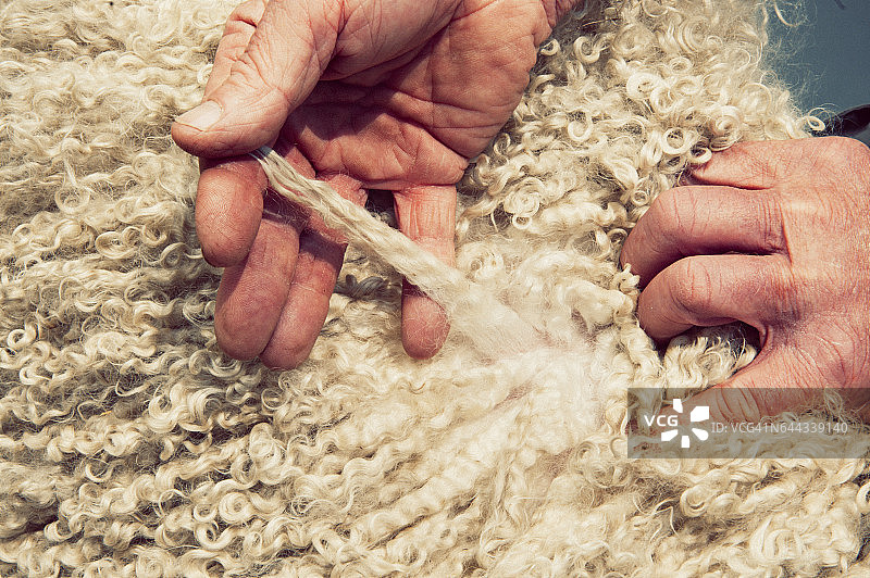 安哥拉山羊羊毛特写图片素材