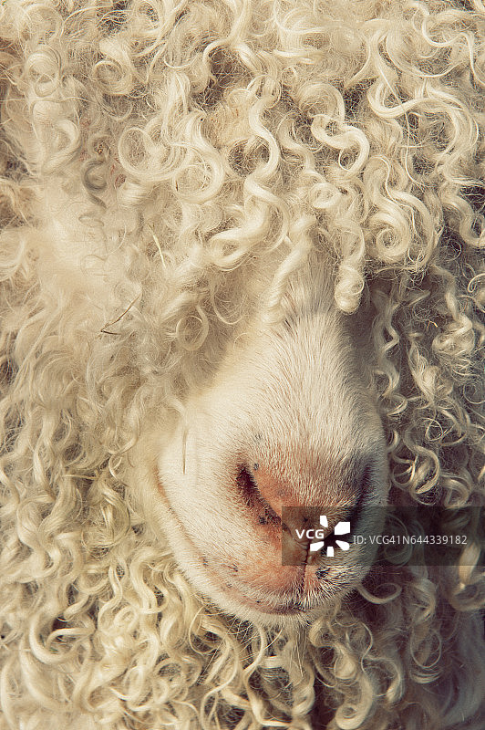 安哥拉山羊羊毛特写图片素材