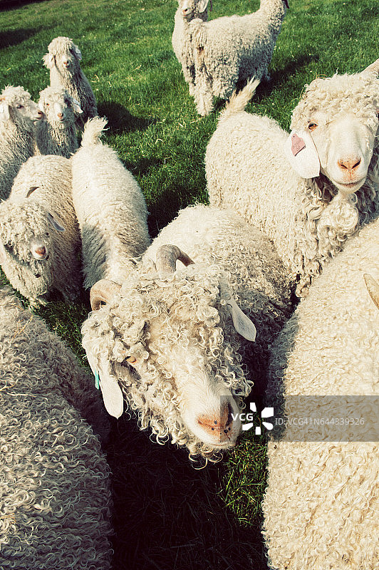 英国萨福克郡田野里的安哥拉山羊图片素材