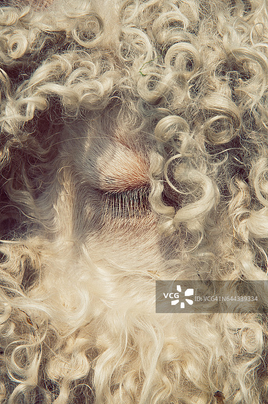 安哥拉山羊羊毛特写图片素材