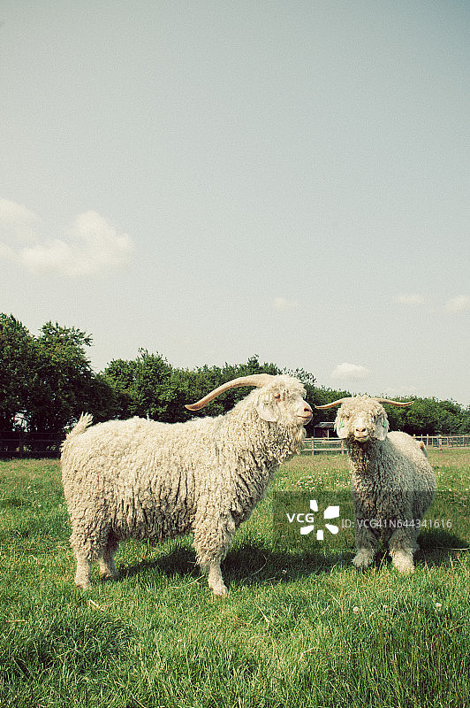 英国萨福克郡田野里的安哥拉山羊图片素材