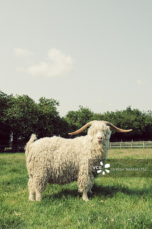 英国萨福克郡田野里的安哥拉山羊图片素材