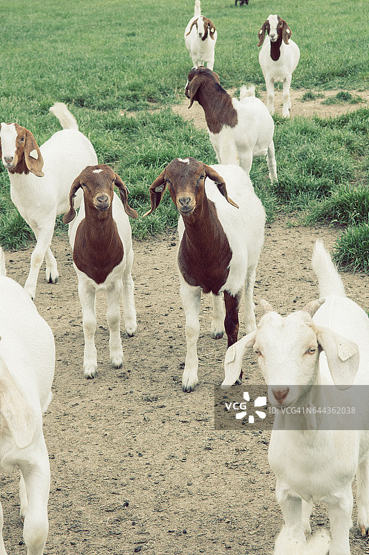 安格鲁努比亚山羊图片素材