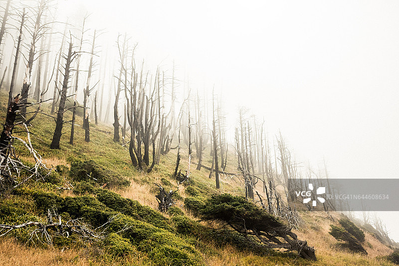 迷失海岸的雾蒙蒙的烧毁山坡图片素材