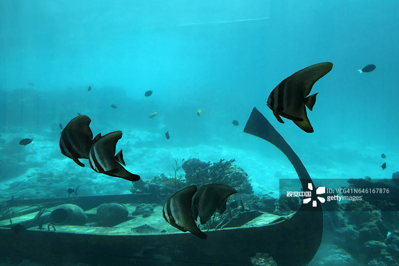 海底餐厅看珊瑚礁沉船鱼群图片素材