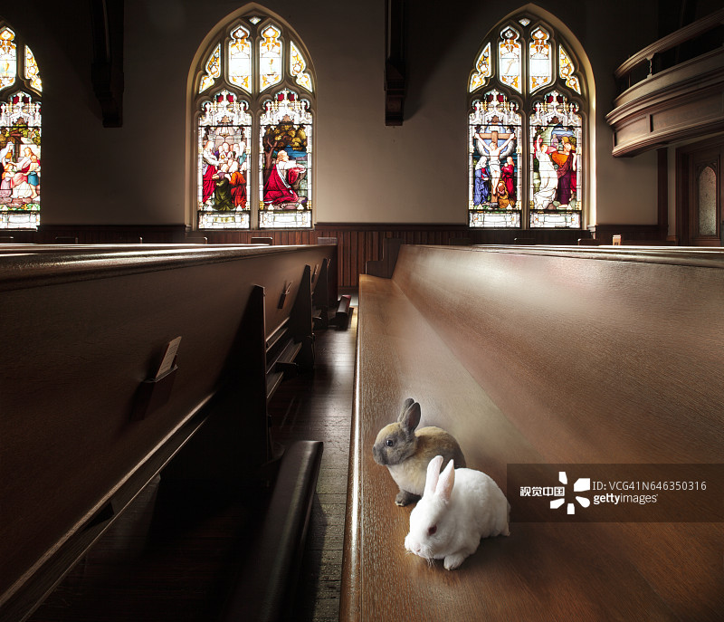 坐在教堂长椅上的小兔子图片素材