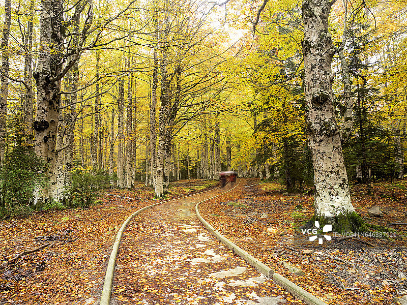 秋季山毛榉林中雨中行人图片素材