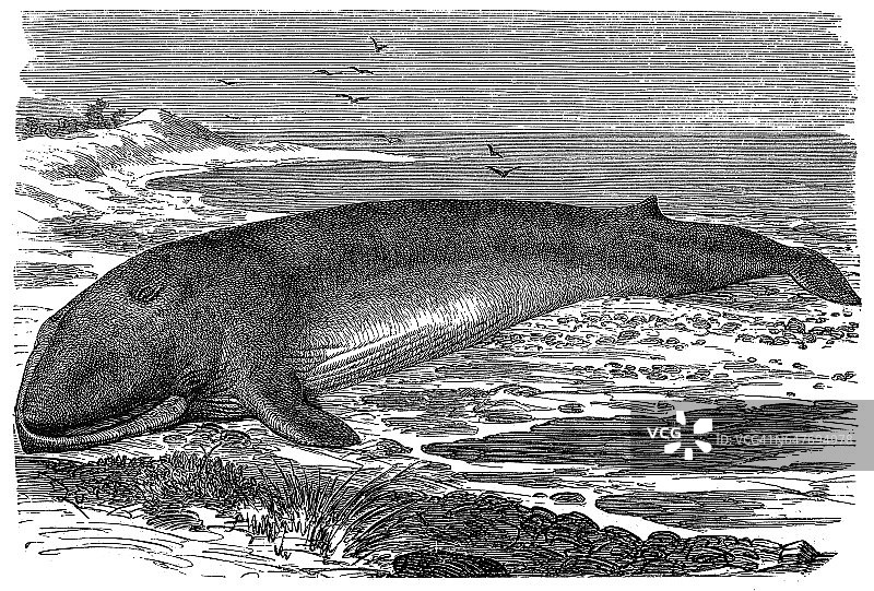 普通长须鲸图片素材