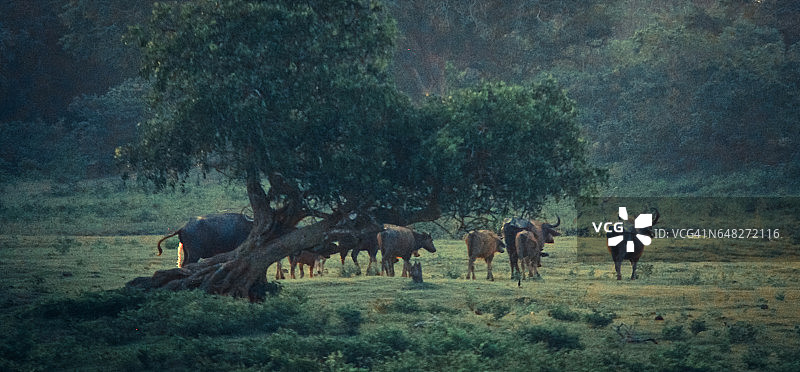 在国家公园保护区漫游的野生水牛群图片素材