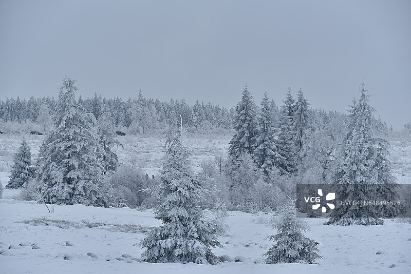 灰色天空下的冰冻针叶树图片素材