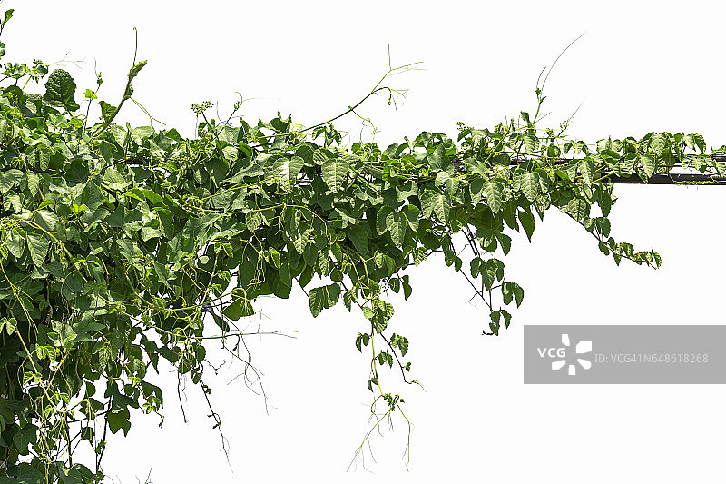 柱子上的藤蔓图片素材