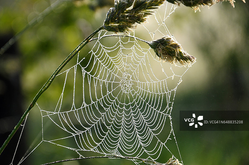 蜘蛛网上的水滴图片素材