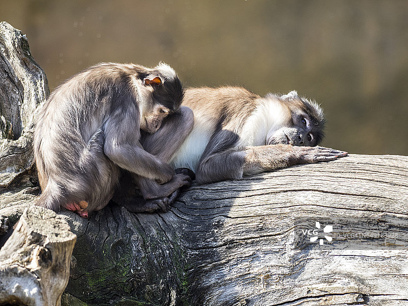 白冠灰 mangabey、狒狒，雌性动物与儿子在树干上睡觉休息特写图片素材