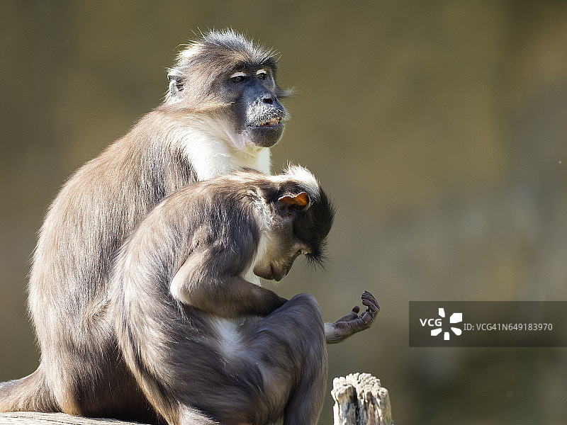 白冠灰 mangabey（白脸长尾猴）特写，狒狒母子坐在树干上清理图片素材