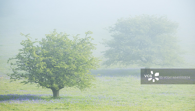 德文郡达特穆尔雾中的霍尔韦尔草坪图片素材