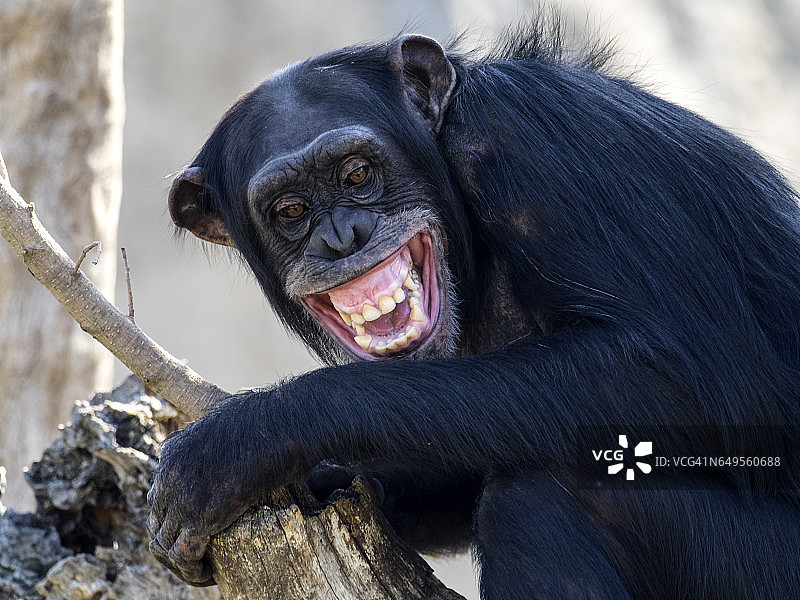 黑猩猩张嘴尖叫特写图片素材