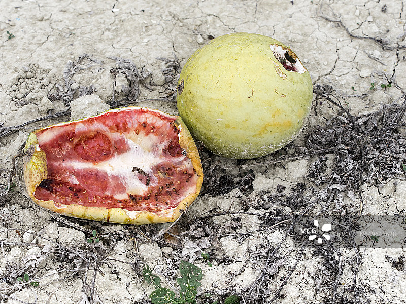 田地里腐烂的瓜图片素材