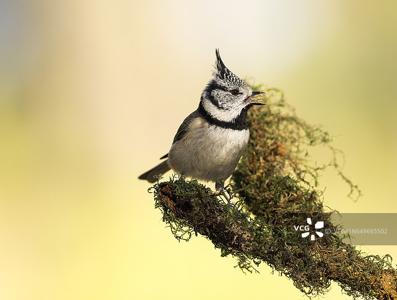 戴菊（Lophophanes cristatus），站在长满地衣的树枝上，西班牙，欧洲图片素材