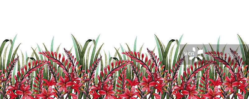 水彩小苍兰边框图片素材