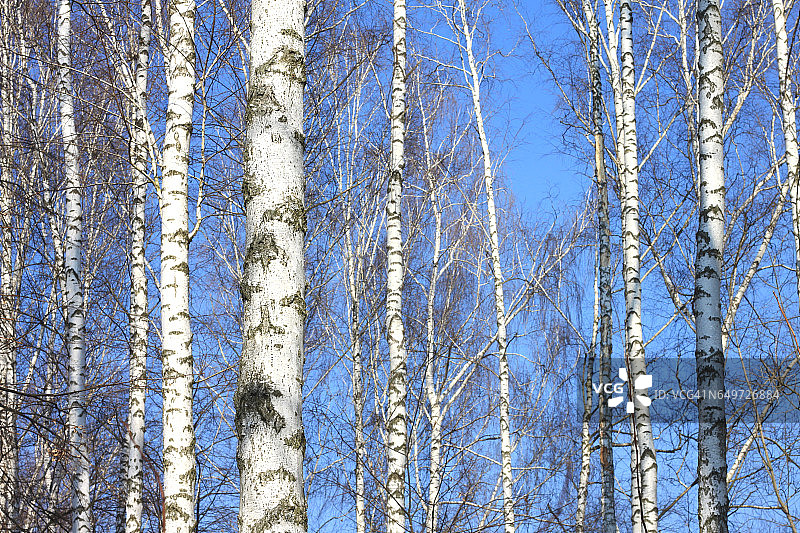 阳光明媚下的白桦树图片素材