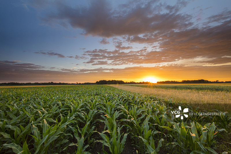 日落时宁静的玉米农场景色图片素材