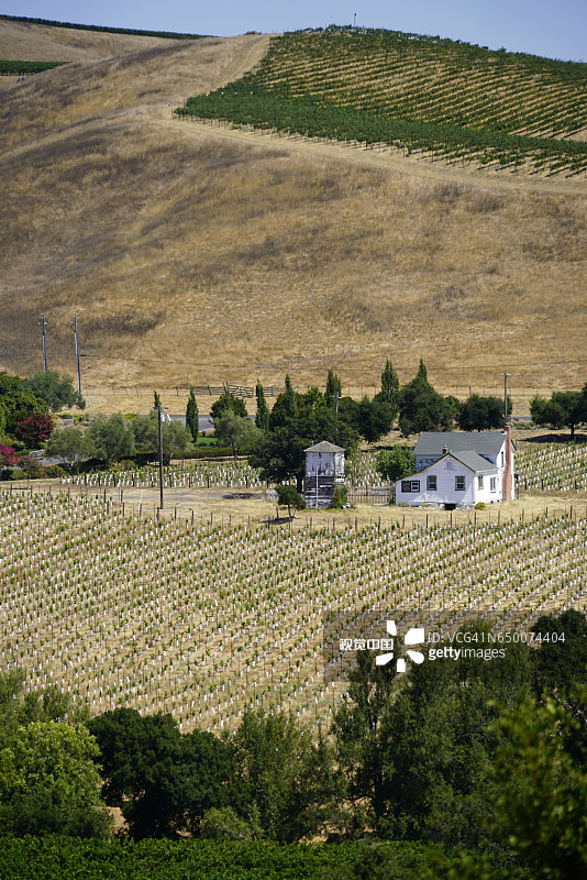 纳帕谷索诺玛的葡萄园图片素材