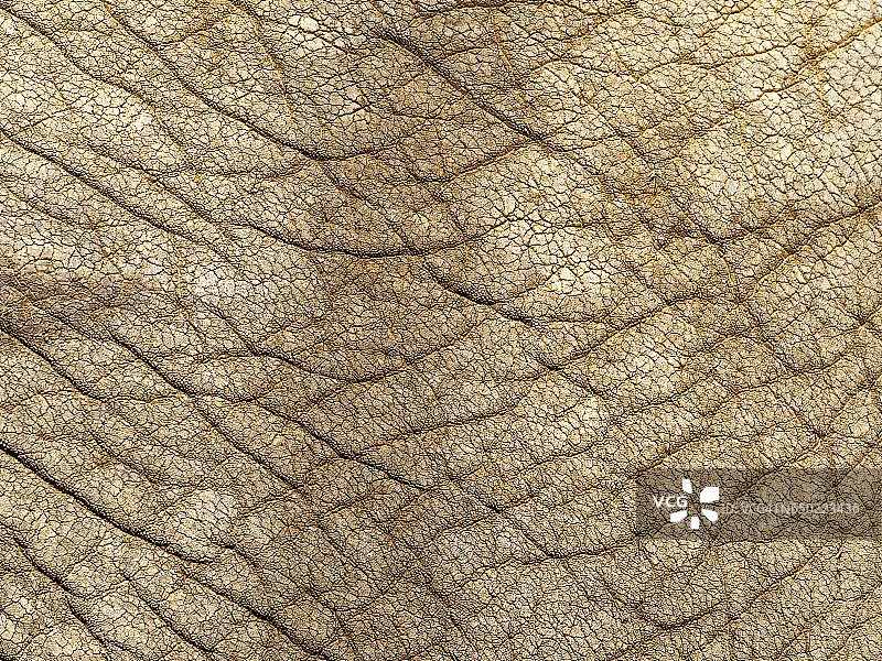 阳光下的大象皮肤特写图片素材