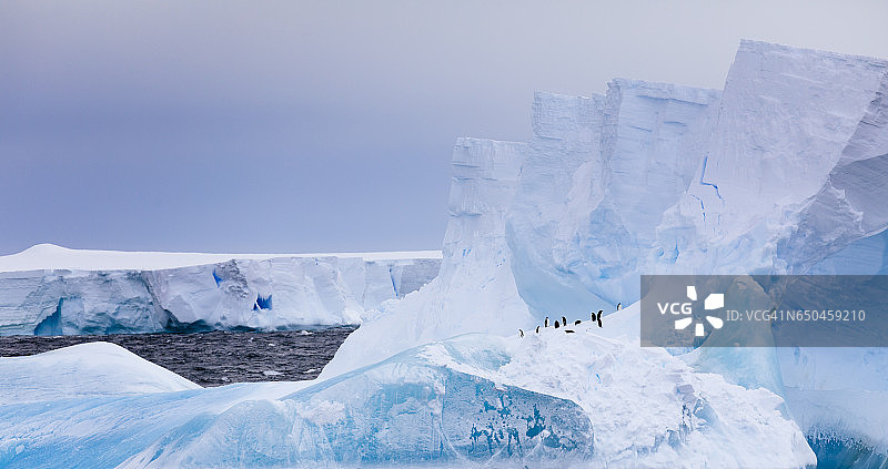 南极洲东部罗斯海冰山上的阿德利企鹅图片素材