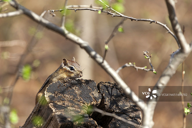 花栗鼠在木头上的特写图片素材