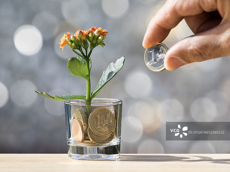 男人用欧元支付给硬币植物图片素材