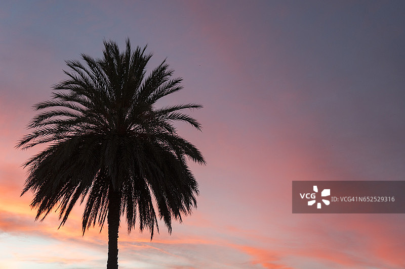 日落下的棕榈树图片素材