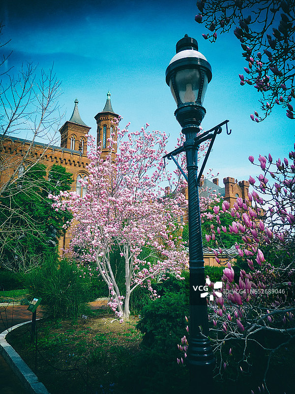 华盛顿特区的盛开木兰花图片素材