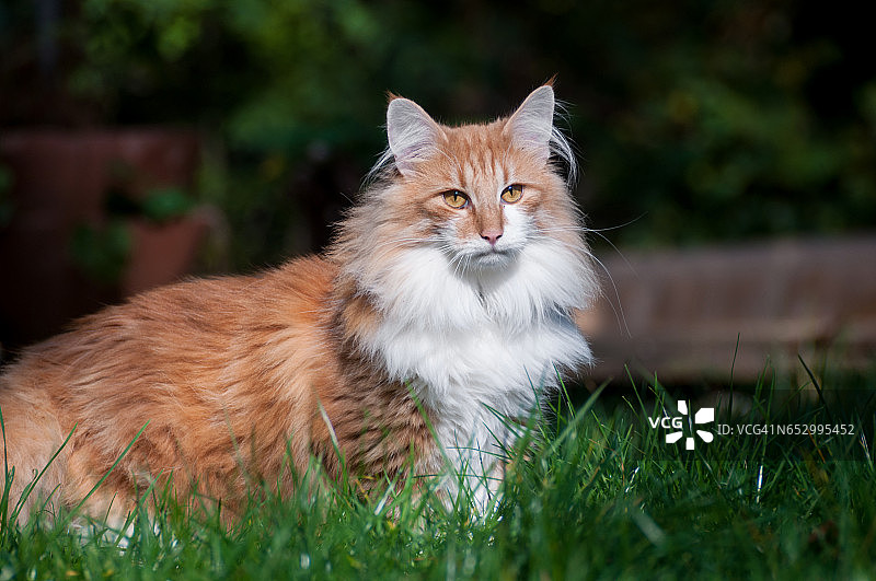 花园里的红猫图片素材