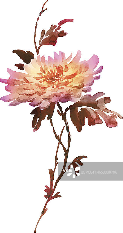 水墨风菊花盛开插画图片素材