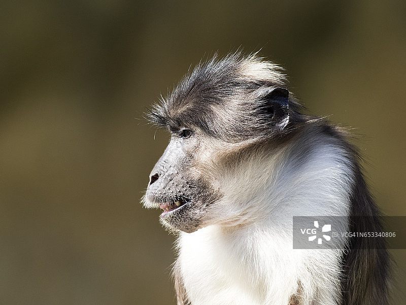 白冠灰 mangabey 猴（白顶 Cercocebus atys lunulatus）特写图片素材
