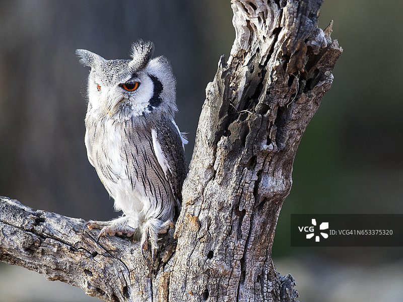 欧亚角鸮栖息在老树干上，睁着眼睛狩猎 - 西班牙图片素材
