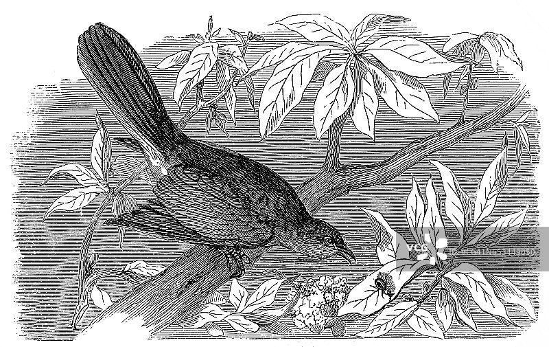 北美反舌鸟图片素材