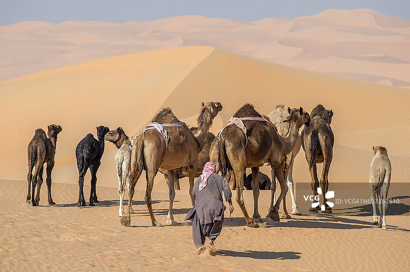 沙漠中的骆驼群图片素材